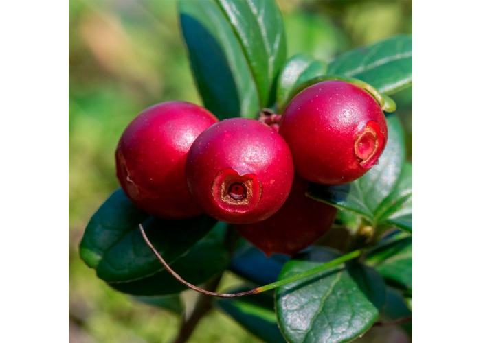 Брусника экстракт